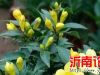 虎头茉莉为什么珍贵