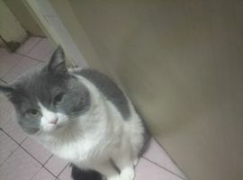 小猫咪免费领养，寻找有缘人