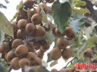 西寺堡车头梨