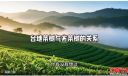 茶树的进化史诗：自然与人类共同书写的品种密码