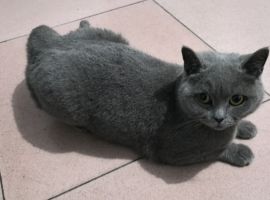 老人养的猫丢了，有捡到的吗