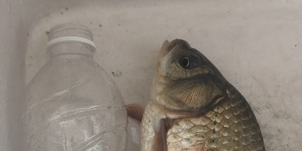 汶河钓大鲫鱼