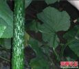 沂南黄瓜