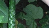 沂南黄瓜