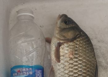 汶河钓大鲫鱼