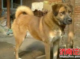 还有没有纯种本地狗了