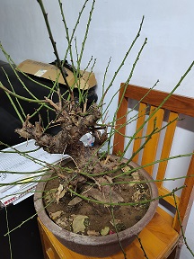 老桩红梅盆景