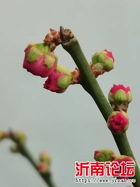 12.19时的花苞